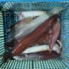 8月19日　白イカ便