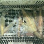 8月7日　白イカ便