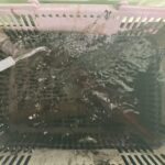 8月18日　白イカ便